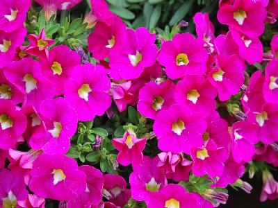 Danziger 'Dan' Flower Farm: Noa Calibrachoa Dark-Pink-Carnival 