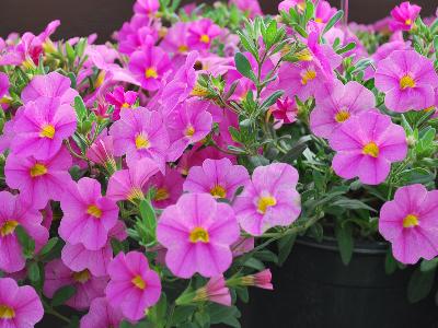 Danziger 'Dan' Flower Farm: Noa Calibrachoa Mega-Pink 