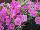 Danziger 'Dan' Flower Farm: Calibrachoa  'Mega-Pink' 