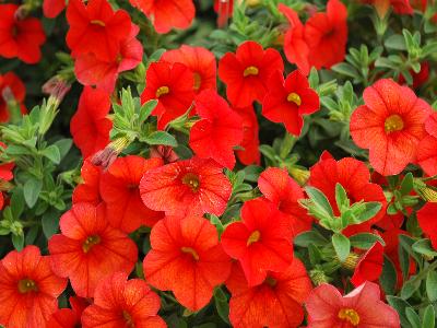 Danziger 'Dan' Flower Farm: Noa Calibrachoa Papaya 