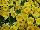 Danziger 'Dan' Flower Farm: Calibrachoa  'Yellow' 