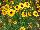 Danziger 'Dan' Flower Farm: Coreopsis  'Gold' 