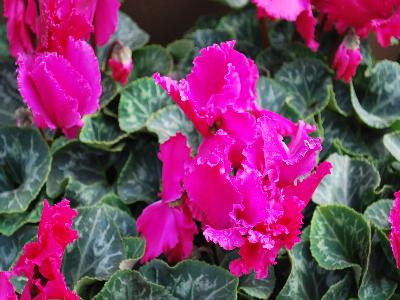 Maxora Cyclamen Fringed-Purple 