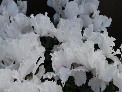 Danziger 'Dan' Flower Farm: Maxora Cyclamen Fringed-White 