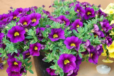 Danziger 'Dan' Flower Farm: Noa™ Calibrachoa Deep Purple 