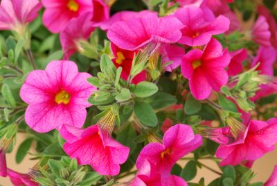 Noa™ Calibrachoa Mega Raspberry 