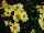 Danziger 'Dan' Flower Farm: Coreopsis  'Glow' 