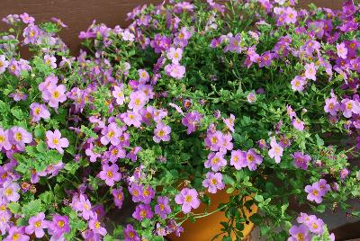 Scopia® Bacopa Great Pink Delight 