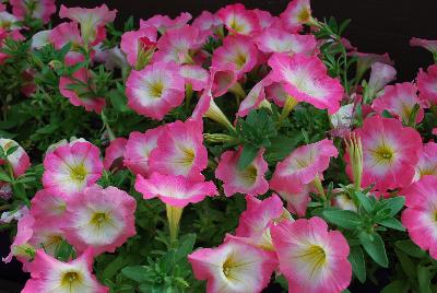 Danziger 'Dan' Flower Farm: Ray™ Petunia Pink Halo 