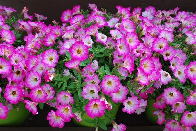 Danziger 'Dan' Flower Farm: Littletunia® Petunia Pink Frills 