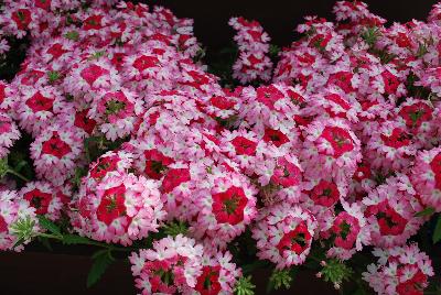 Danziger 'Dan' Flower Farm: Vanessa™ Verbena Koi 