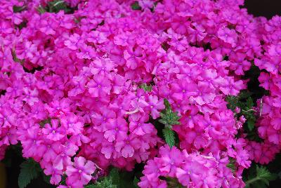 Vanessa™ Verbena Deep Pink 