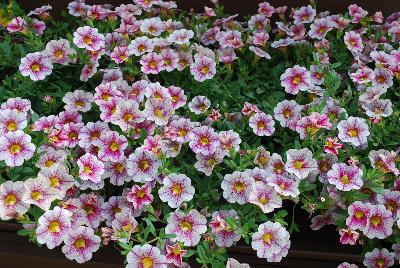 Danziger 'Dan' Flower Farm: Noa® Calibrachoa Princess 