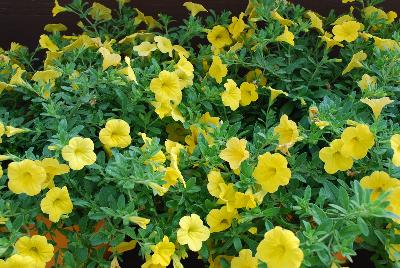 Noa® Calibrachoa Sunlight 