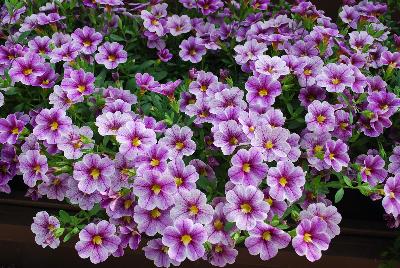 Danziger 'Dan' Flower Farm: Noa® Calibrachoa Violet Glint 