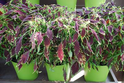 Danziger 'Dan' Flower Farm: Coliseum™ Coleus Plutus 