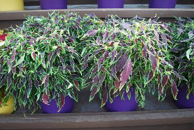 Coliseum™ Coleus Flora