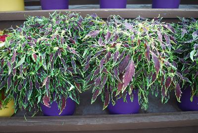 Danziger 'Dan' Flower Farm: Coliseum™ Coleus Flora 