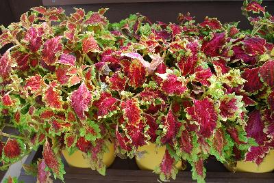 Coliseum™ Coleus Maia