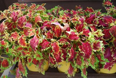 Danziger 'Dan' Flower Farm: Coliseum™ Coleus Maia 