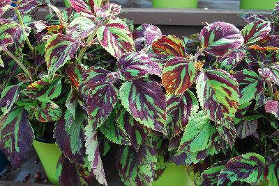 Coliseum™ Coleus Ceres