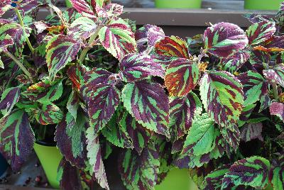 Danziger 'Dan' Flower Farm: Coliseum™ Coleus Ceres 