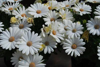 Ostica Osteospermum Meringue 