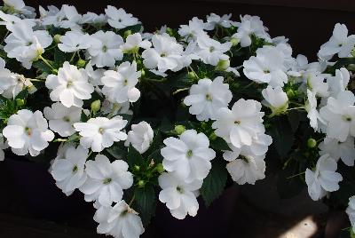 Danziger 'Dan' Flower Farm: Sun Harmony™ Impatiens White 