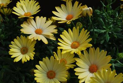 Ostica Osteospermum Pineapple 