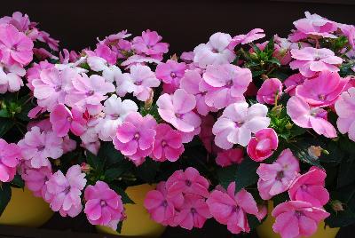 Danziger 'Dan' Flower Farm: Sun Harmony™ Impatiens Baby Pink 