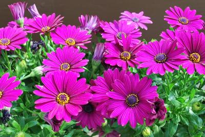 Ostica Osteospermum Burgundy 