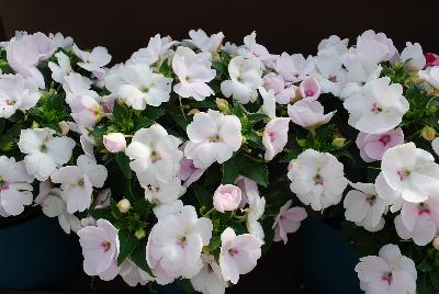 Danziger 'Dan' Flower Farm: Sun Harmony™ Impatiens Blush 