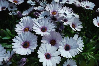 Osticade Osteospermum White Blush 