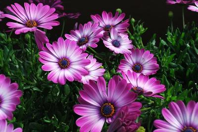 Osticade Osteospermum Happy Pink 