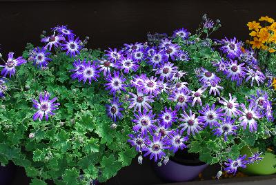Primavera™ Pericallis Blueberry
