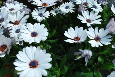 Osticade Osteospermum Pure White 