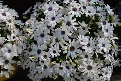 Primavera™ Pericallis Blue Eye