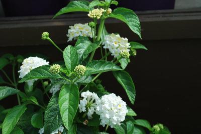 Santana Lantana White 