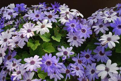 Primavera™ Pericallis Denim