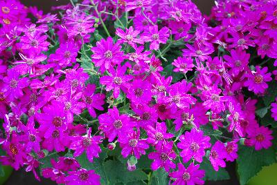 Primavera™ Pericallis Fuchsia