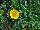 Danziger 'Dan' Flower Farm: Astericus  'Yellow Improved' 