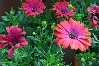 Ostica&trade; Osteospermum Bronze 