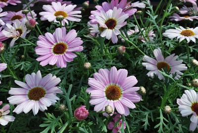 Reflection Argyranthemum 'Blush'