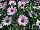 Danziger 'Dan' Flower Farm: Argyranthemum  'Blush' 