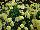 Danziger 'Dan' Flower Farm: Argyranthemum  'Maize' 
