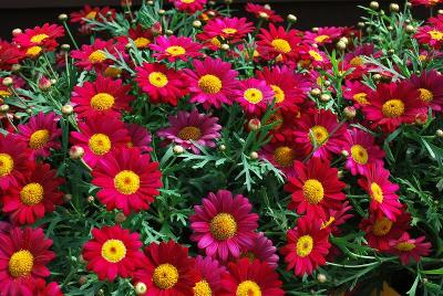 Angelic Argyranthemum Burgundy 