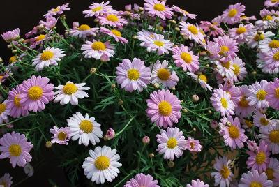 Angelic Argyranthemum 'Baby Pink'