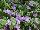 Danziger 'Dan' Flower Farm: Bacopa  'Double Lavender' 