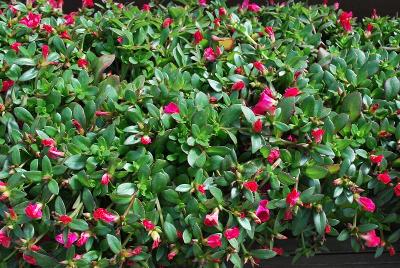 Pazzaz Portulaca Fuchsia 
