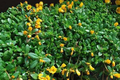 Pazzaz Portulaca Yellow Improved 
